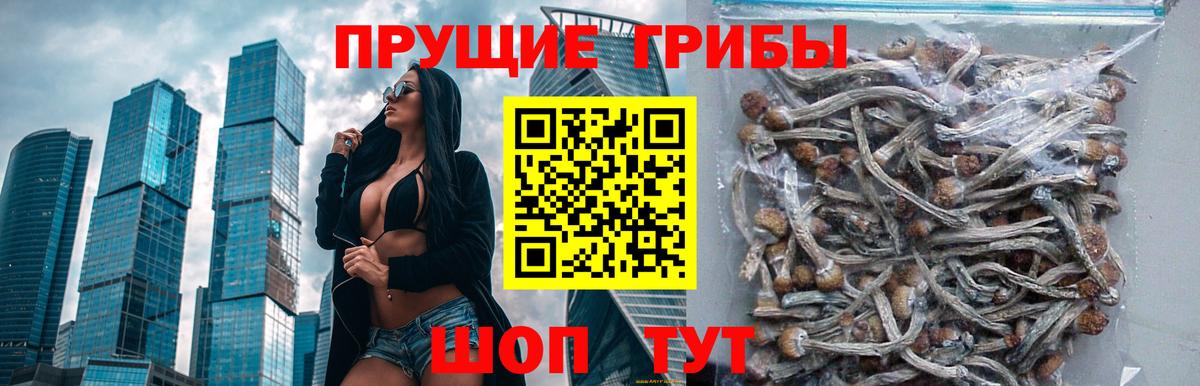 Вольск  Галлюциногенные грибы прущие грибы  Вход с VPN  Псилоцибиновые грибы GOLDEN TEACHER 